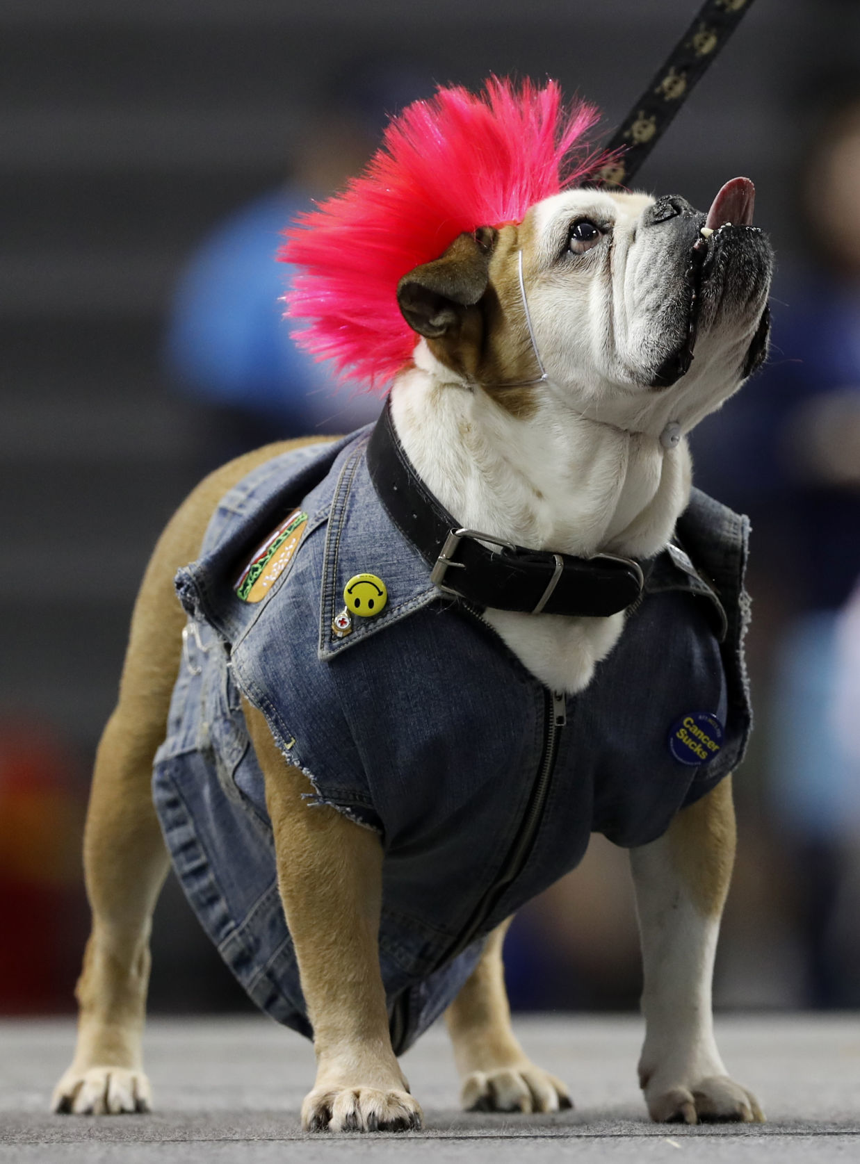 042617AP--Drake-Beautiful-Bulldogs-12